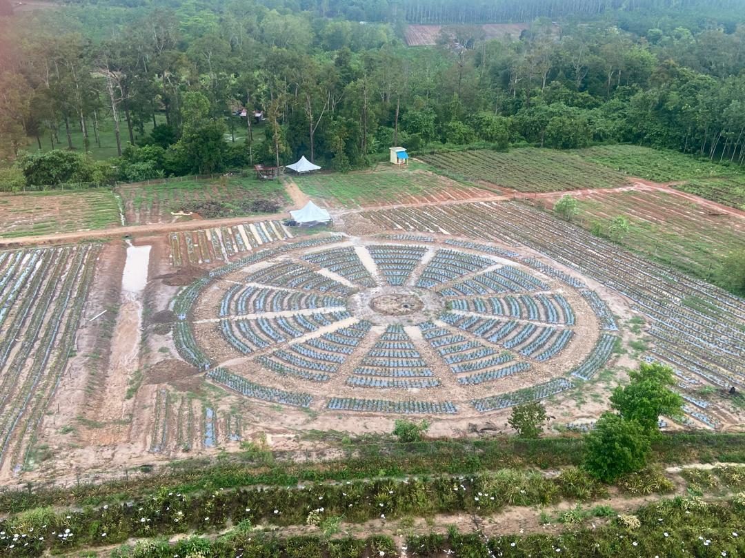 Petak tanaman nanas berbentuk bulatan dengan susunan jejari di ladang tanah merah